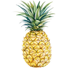 Fototapeta premium Ripe Pineapple Watercolor Illustration on White or Transparent Background