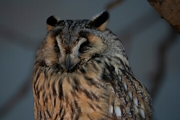 The Long-Eared Owl (Asio otus), also known as the Northern Long-Eared Owl, the Lesser Horned Owl, or Cat Owl.