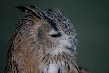 The Long-Eared Owl (Asio otus), also known as the Northern Long-Eared Owl, the Lesser Horned Owl, or Cat Owl.