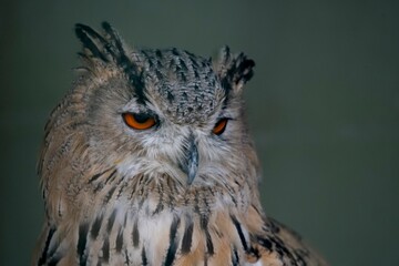 The Long-Eared Owl (Asio otus), also known as the Northern Long-Eared Owl, the Lesser Horned Owl, or Cat Owl.