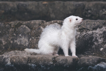 Silver color ferret posing for portrait on old outdoor stone stairs