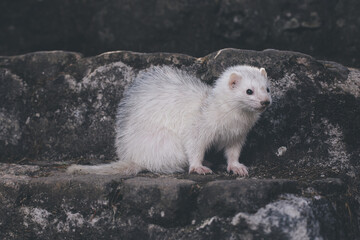 Obraz premium Silver color ferret posing for portrait on old outdoor stone stairs