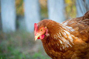 red and white hen near a wooden fence in the grass
