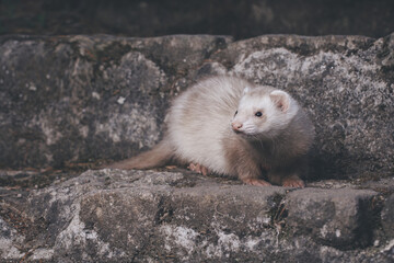 Champagne ferret posing for portrait on old outdoor stone stairs
