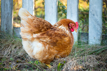 red and white hen near a wooden fence in the grass
