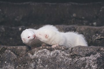 Ferret albino couple posing for portrait on old outdoor stone stairs