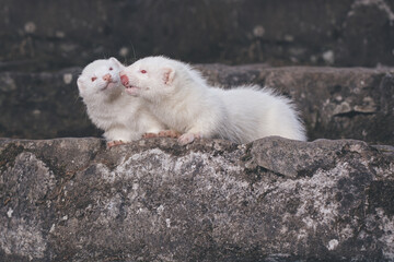 Ferret albino couple posing for portrait on old outdoor stone stairs