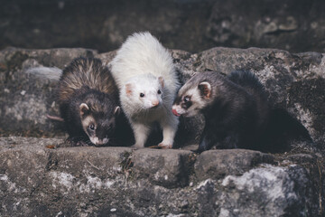 Ferret trio posing for portrait on old outdoor stone stairs