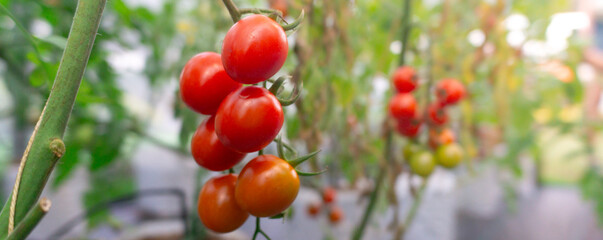 Maturation of tomatoes in the greenhouse. Organic farming,Drip irrigation system,green leaf ,Natural green leaves in garden,cover page,copy space,Drip irrigation system,cover page,copy space