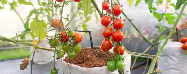 Maturation of tomatoes in the greenhouse. Organic farming,Drip irrigation system,green leaf ,Natural green leaves in garden,cover page,copy space