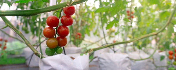 Maturation of tomatoes in the greenhouse. Organic farming,Drip irrigation system,green leaf...