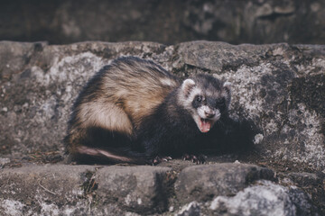 Standard color ferret posing for portrait on old outdoor stone stairs