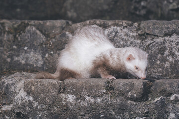 Champagne ferret posing for portrait on old outdoor stone stairs