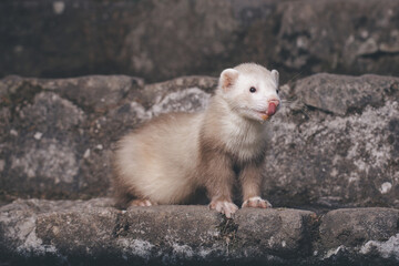 Champagne ferret posing for portrait on old outdoor stone stairs