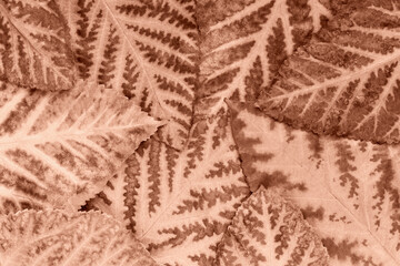 Lined autumn mulberry leaves lovely texture for your design, Mocha brown background. Demonstrating color of 2025 year