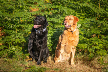 Two Labradors sitting in the early morning sun at Swinley Forest