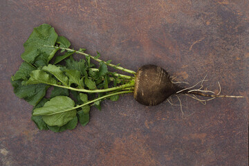 Fresh black Spanish radish on a dark background.