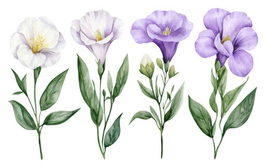 Fototapeta premium PNG A watercolor set of four elegant flowers displayed in varying shades of white and purple, each with lush green leaves.