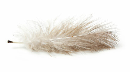 white feather isolated on white