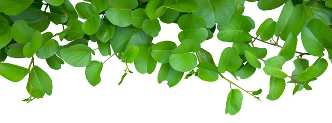 Close-Up of Green Leaves on a Branch on white background. png file.