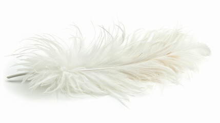white feather isolated on white