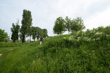 Obraz premium Cardaire drave, Lepidium draba, Cardaria brachysepala, Sport, Parc du Grand Godet, Villeneuve le Roi, 94, Val de Marne, France