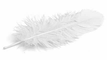 white feather isolated on white