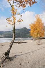 Kilby Park Campground during a fall season in Harrison Mills, British Columbia, Canada