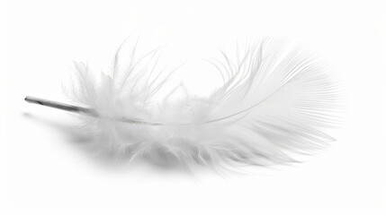 Obraz premium white feather isolated on white