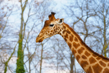 Close-up of the head of a Kordofan Giraffe