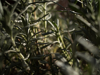 The spicy herb rosemary grows outside.