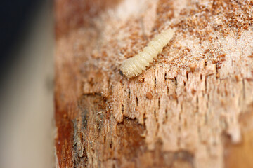 Ein Holzwurm bei der Arbeit