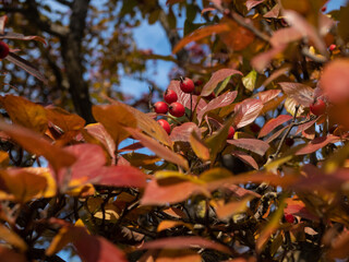 Late autumn. Hawthorn useful berries.