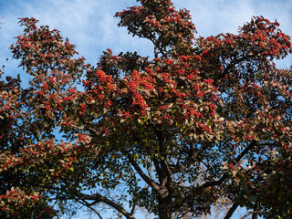 Late autumn. Hawthorn useful berries.