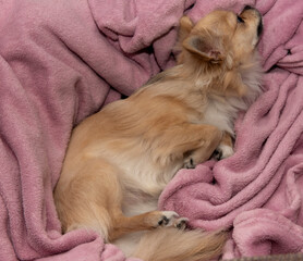 hund, deutsche spitze, tier, haustier, hübsch, welpe, spitz, braun, canino, portrait, weiß, fell,...
