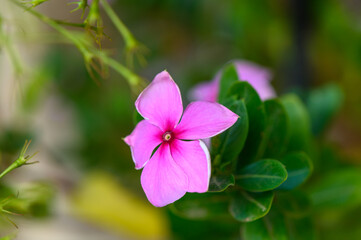 Vibrant pink flower blooming amidst lush green foliage in a serene garden setting