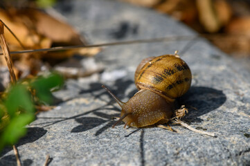Snail glides gracefully over a stone amidst nature vibrant foliage in the warm sunlight