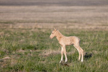 Wild Horse Foal in Springtime in the Utah Desert