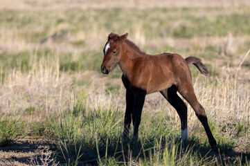 Wild Horse Foal in Springtime in the Utah Desert