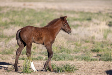 Obraz premium Wild Horse Foal in Springtime in the Utah Desert
