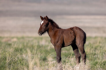 Fototapeta premium Wild Horse Foal in Springtime in the Utah Desert