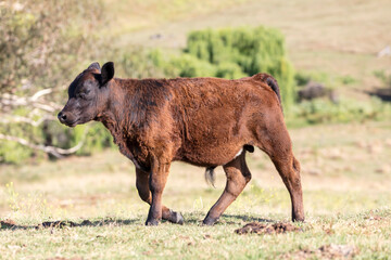 Photograph of a baby brown cow standing in an agricultural field in the sunshine on a hot day in the Blue Mountains in New South Wales, Australia.