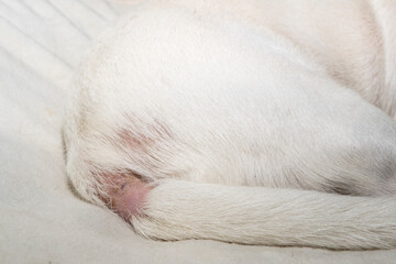 Dermatitis in a dog, a problem with the skin of a pet. An allergic reaction of the dog. The animal has severe itching.