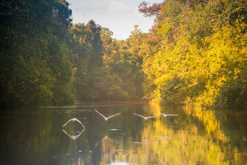 In the heart of the Amazon Forest, birds take flight above still waters, reflecting the dense foliage of Guaviare. A harmony of nature captivates the senses in this vibrant rainforest setting.