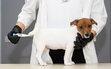 A Jack Russell Terrier dog at a veterinarian's appointment at the clinic. Veterinary clinic,...