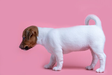 Jack Russell Terrier puppy standing on pink background and looking away.