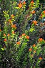 Indian paintbrush growing in Cotopaxi National Park, outside of Quito, Ecuador