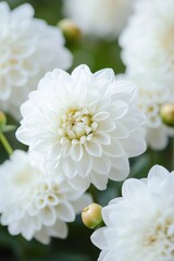 Fototapeta premium A striking close-up of a dahlia flower in pure white hues.