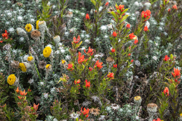 Fototapeta premium Colorful wildflowers in Cotopaxi National Park, outside of Quito, Ecuador