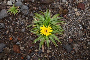 Yellow wildflower in Cotopaxi National Park, outside of Quito, Ecuador